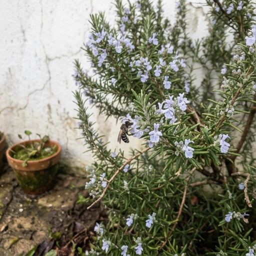 Pequenas flores azuis de alecrim (Salvia rosmarinus) com abelha solitária a colher néctar em manhã de inverno.