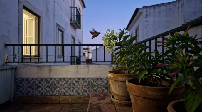 Varanda portuguesa ao anoitecer com jasmim-da-noite (Cestrum nocturnum) em vaso de barro e traça em voo.