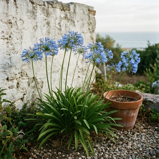 Agapantos (Agapanthus africanus) com umbelas de flores azuis num jardim costeiro português em pleno verão.